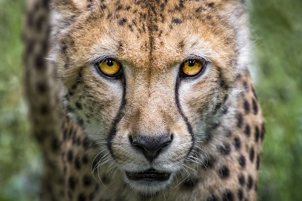 Cheetahs to Luangwa
