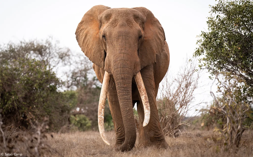 Kenya’s super tuskers - 9 days