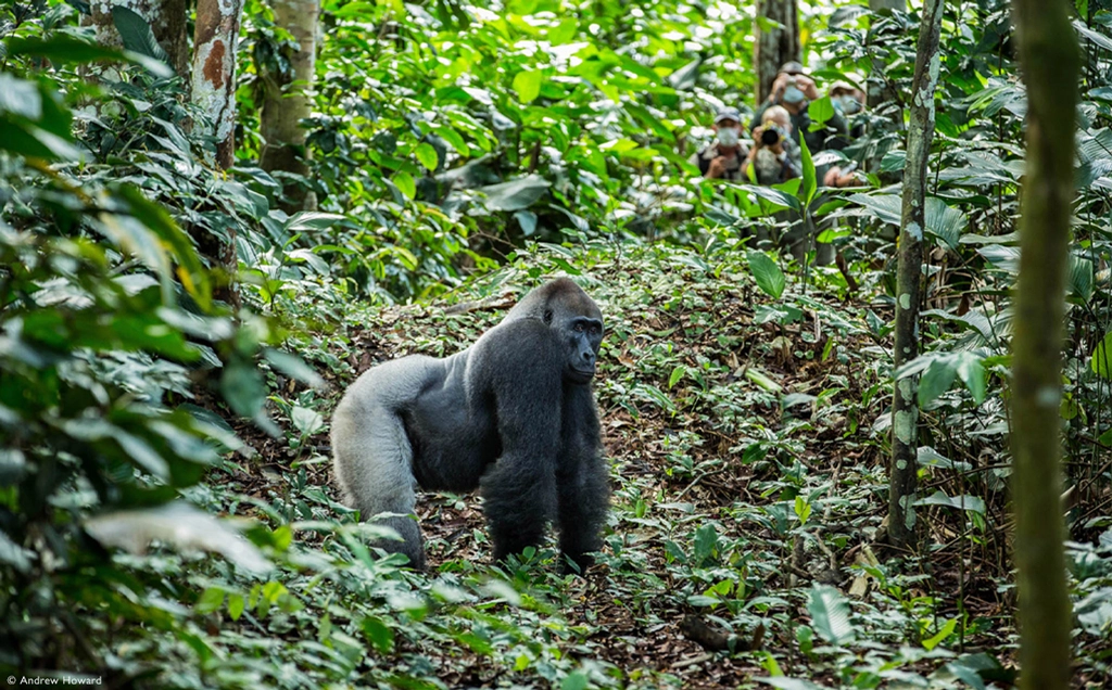 Lowland gorilla trekking in Odzala-Kokoua NP - 9 days