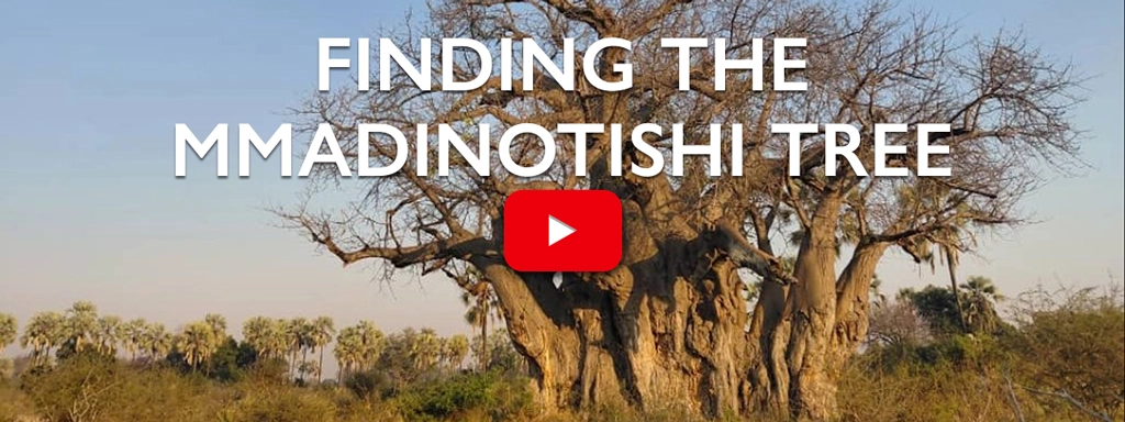 Finding the Mmadinotishi Tree