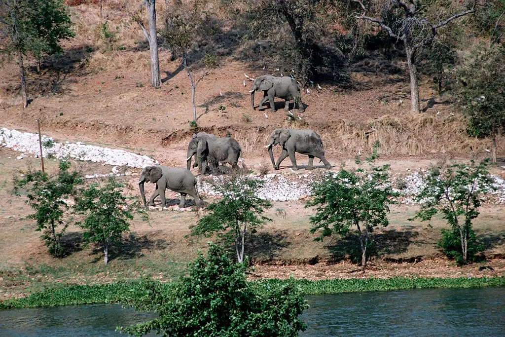 human-elephant conflict