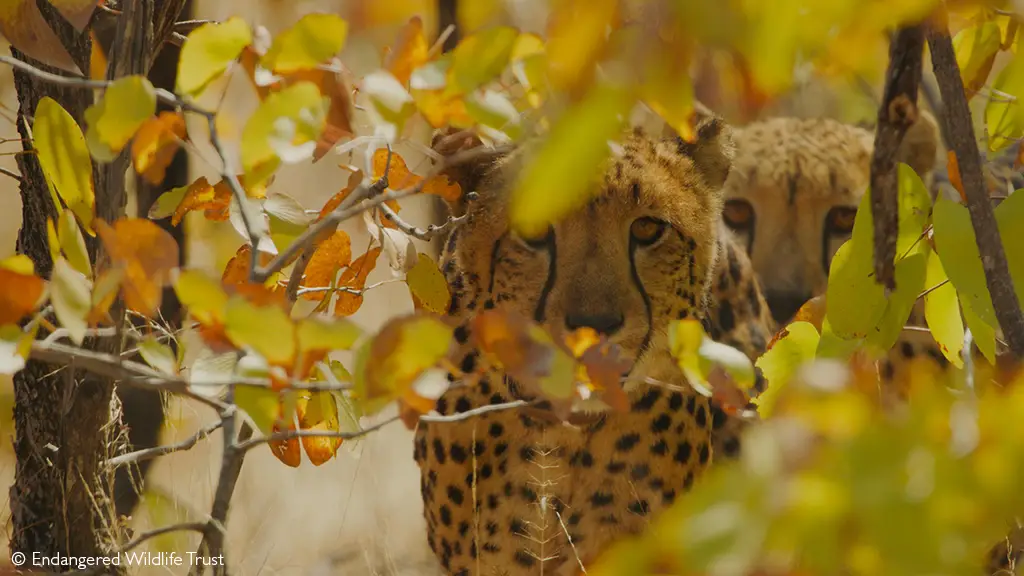 cheetah reintroduction north luangwa valley