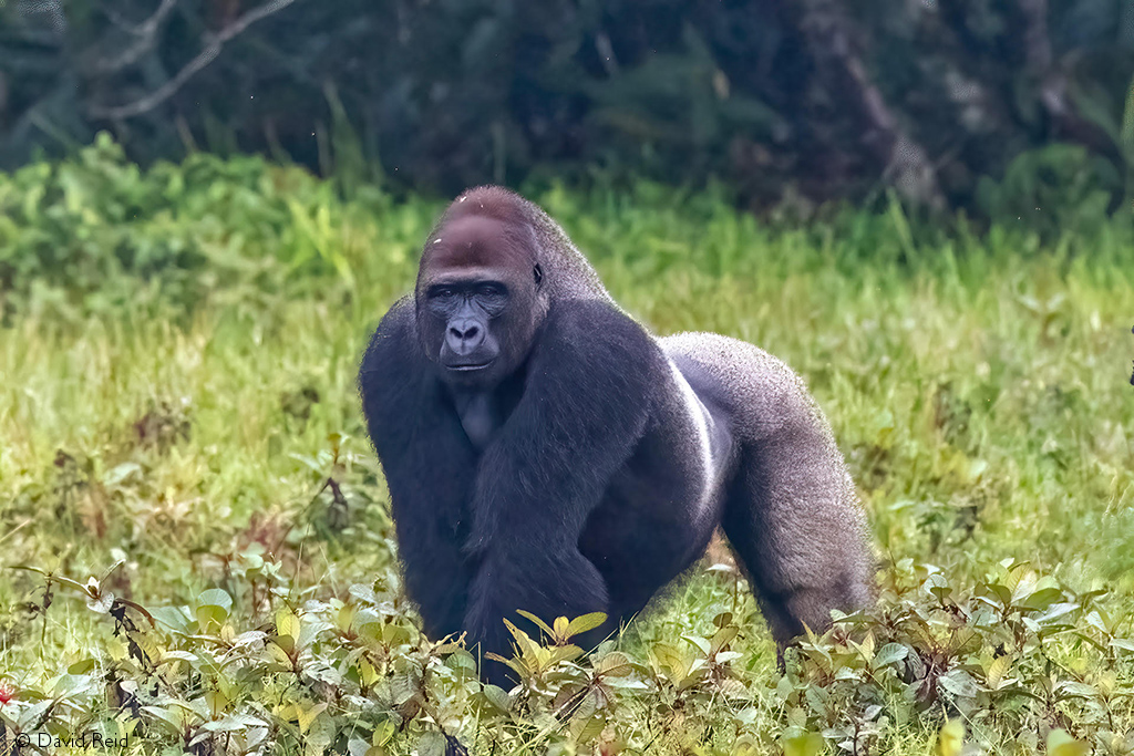 gorilla odzala