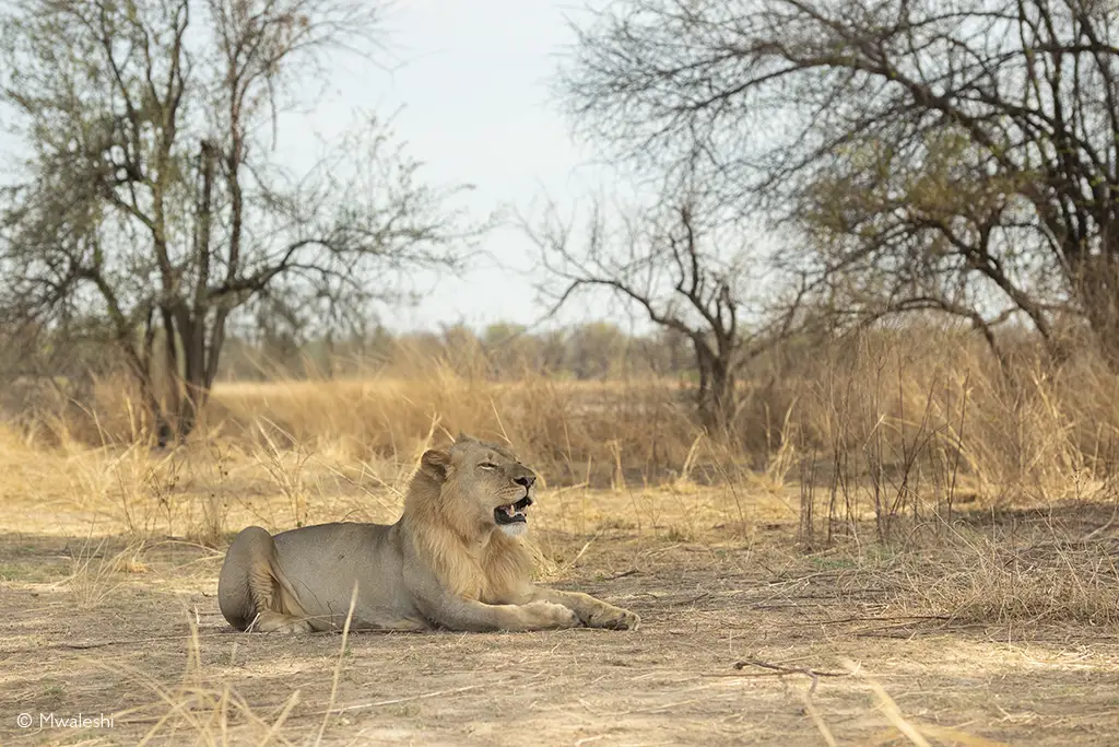 Lion North Luangwa