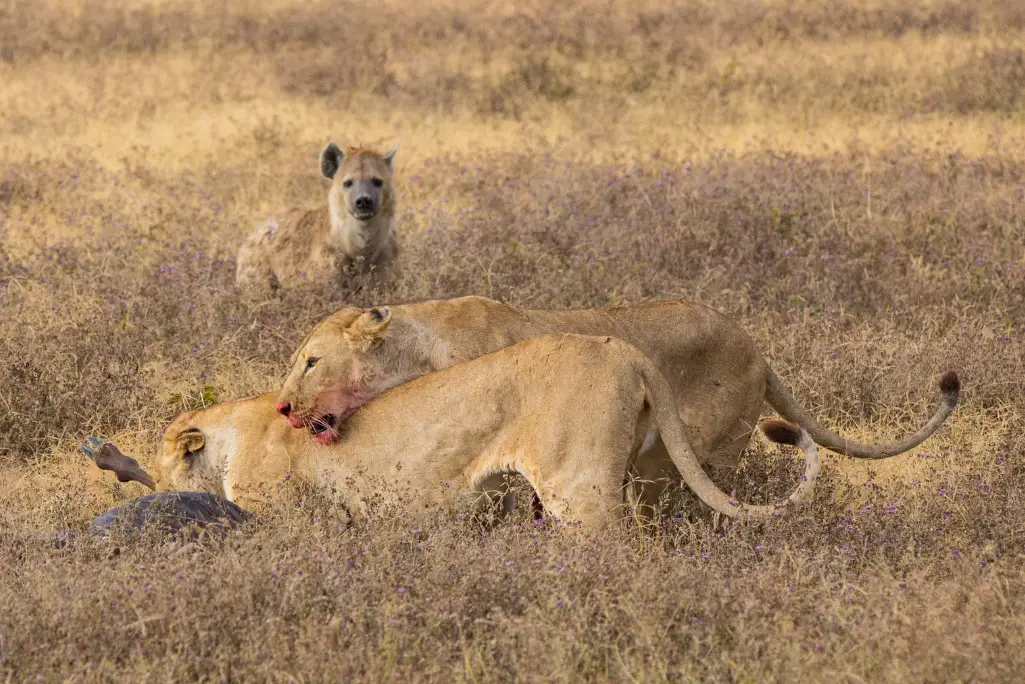lions and hyenas