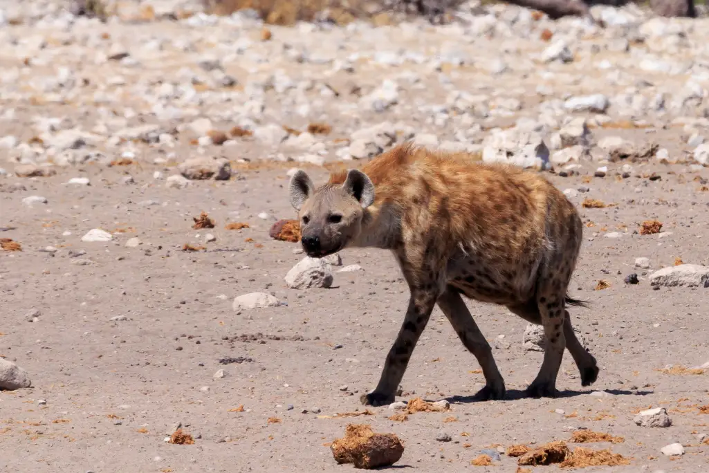 Etosha National Park