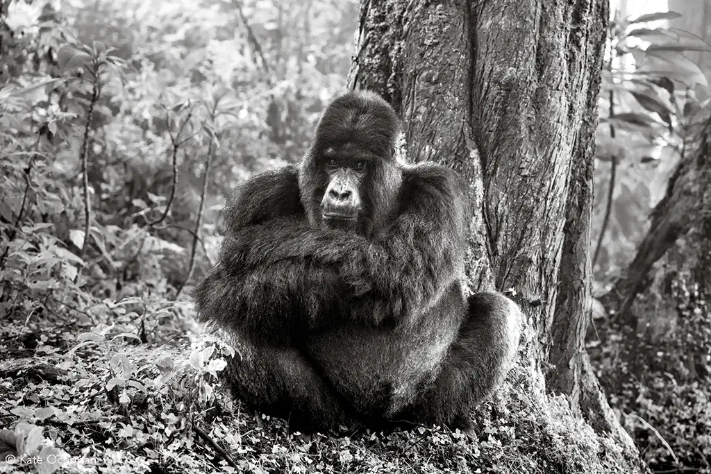 great ape trekking rwanda volcanoes and nyungwe