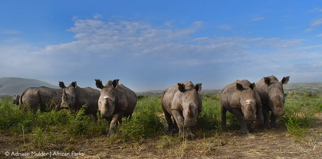 rhinos rhino rewild akagera