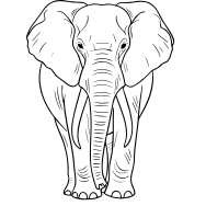 elephant trophy hunting botswana