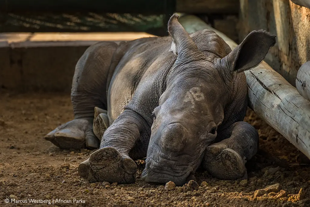 rhino calf