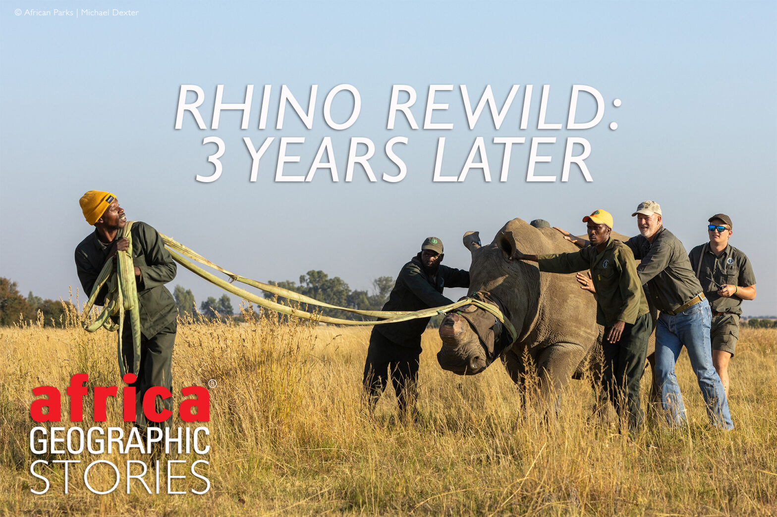 rhinos african parks