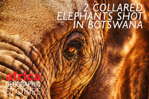 Botswana elephant trophy hunting