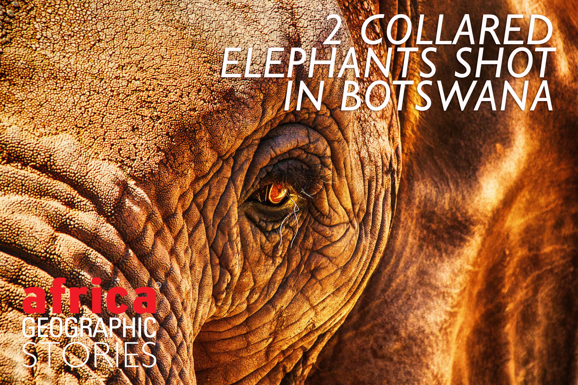 Botswana elephant trophy hunting