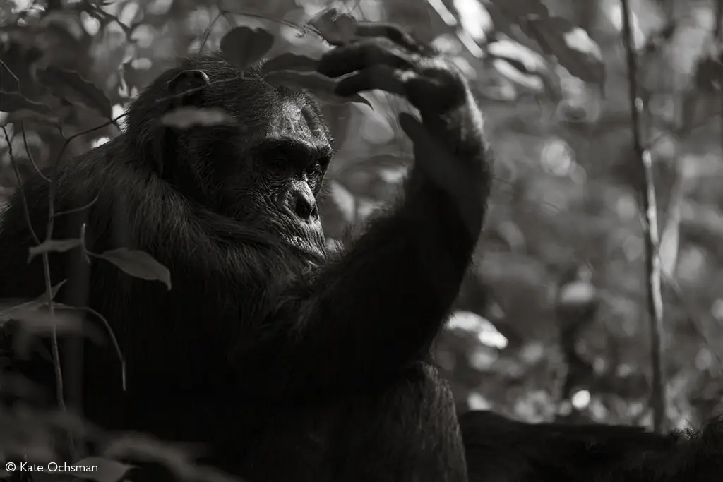 great ape trekking rwanda volcanoes and nyungwe