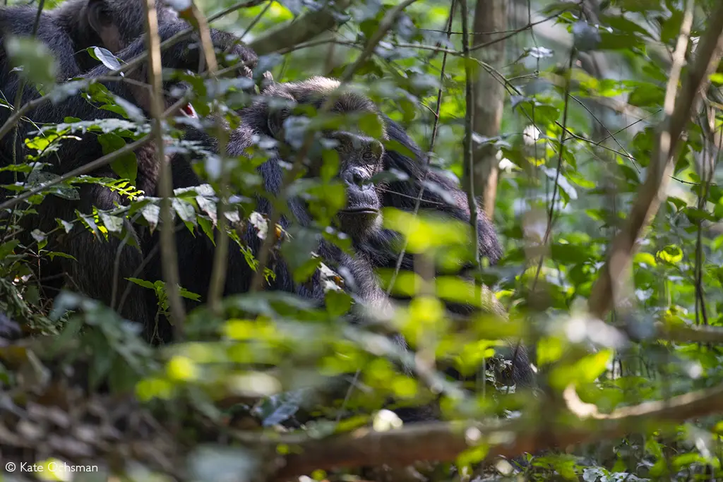 great ape trekking volcanoes and nyungwe
