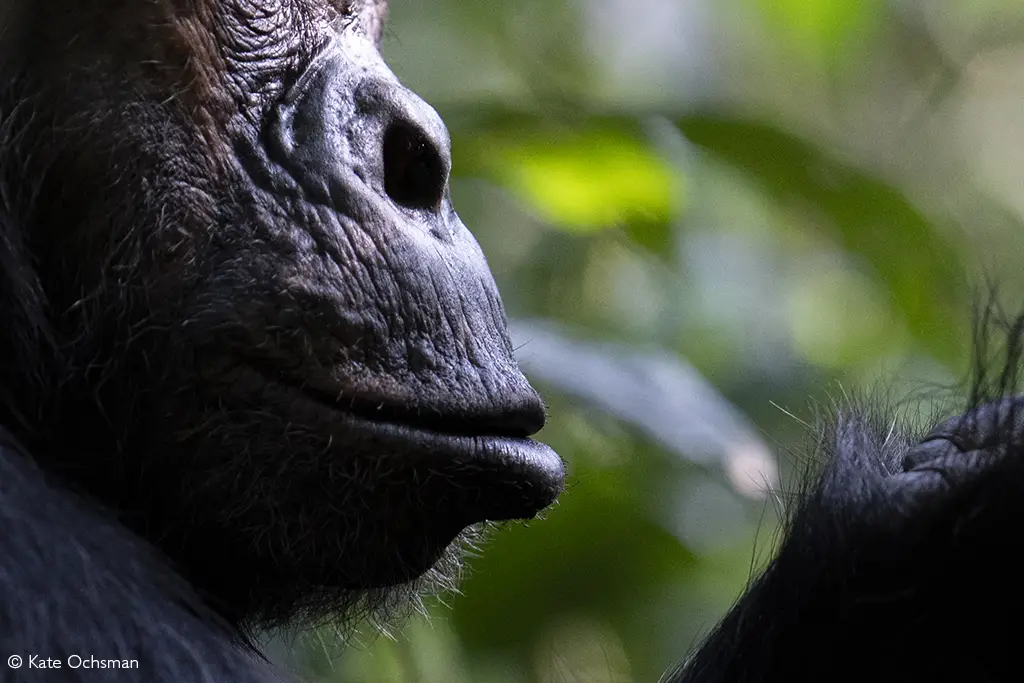 great ape trekking rwanda volcanoes and nyungwe