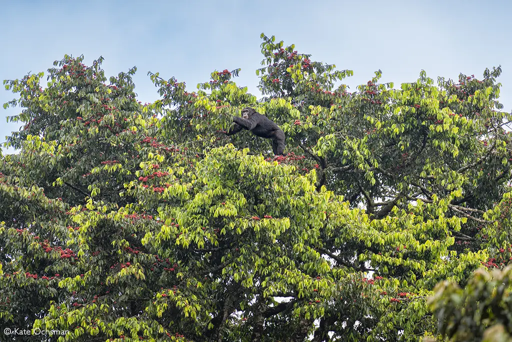 great ape trekking rwanda volcanoes and nyungwe