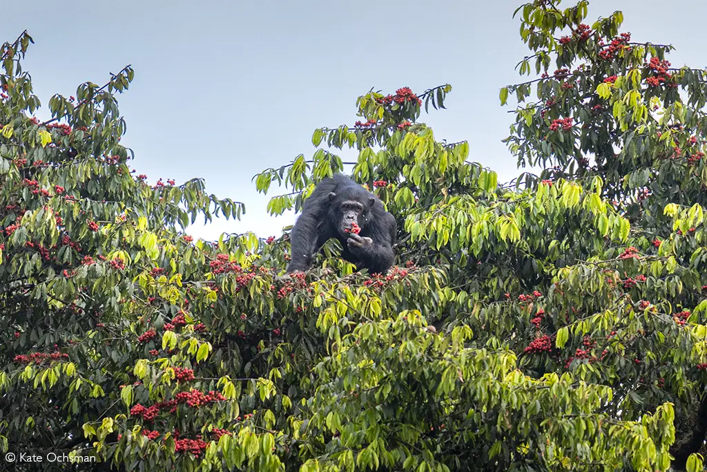 great ape trekking volcanoes and nyungwe