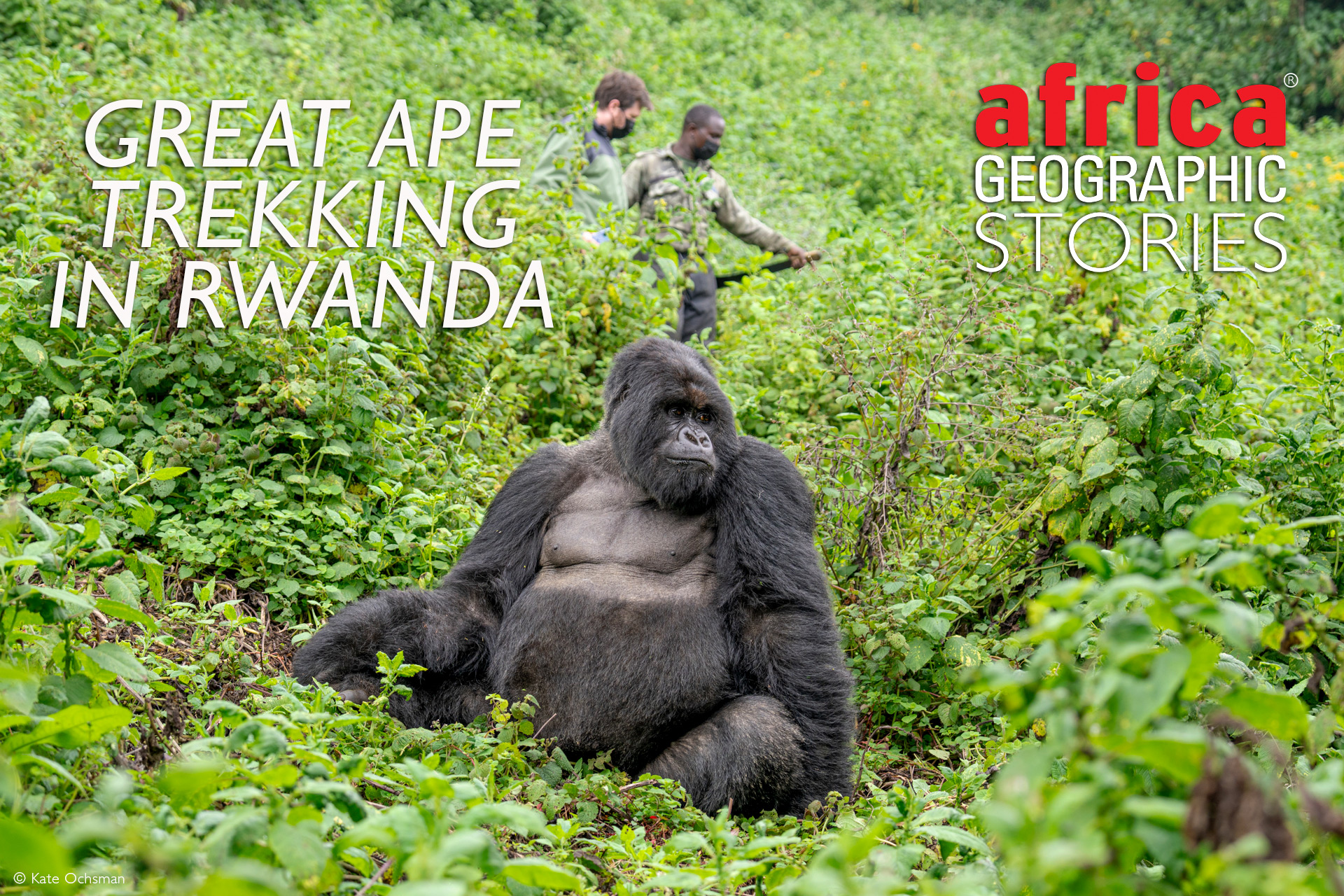 Great ape trekking Rwanda