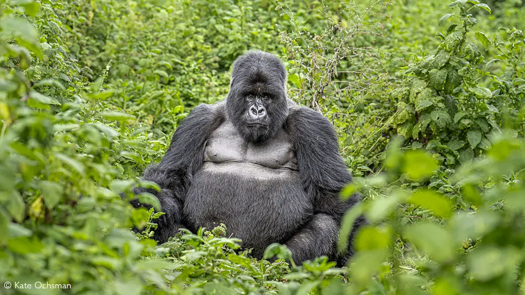 great ape trekking rwanda volcanoes and nyungwe