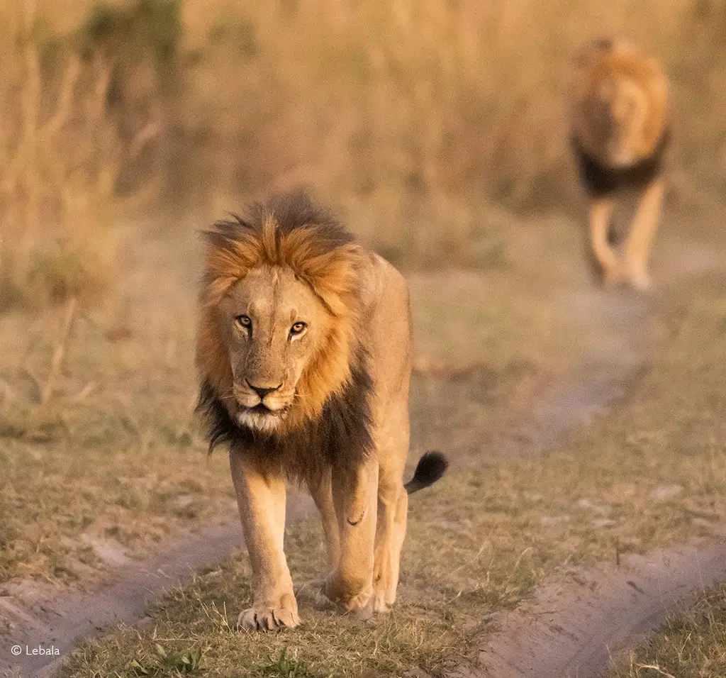 Lion Lebala Chobe