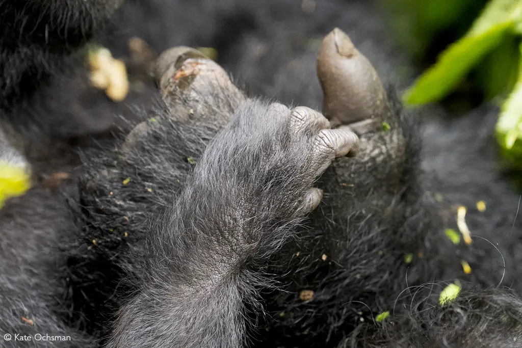 great ape trekking rwanda volcanoes and nyungwe