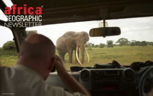 AG safari guest Roger seeing Craig, one of Amboseli’s legendary super tuskers, on safari