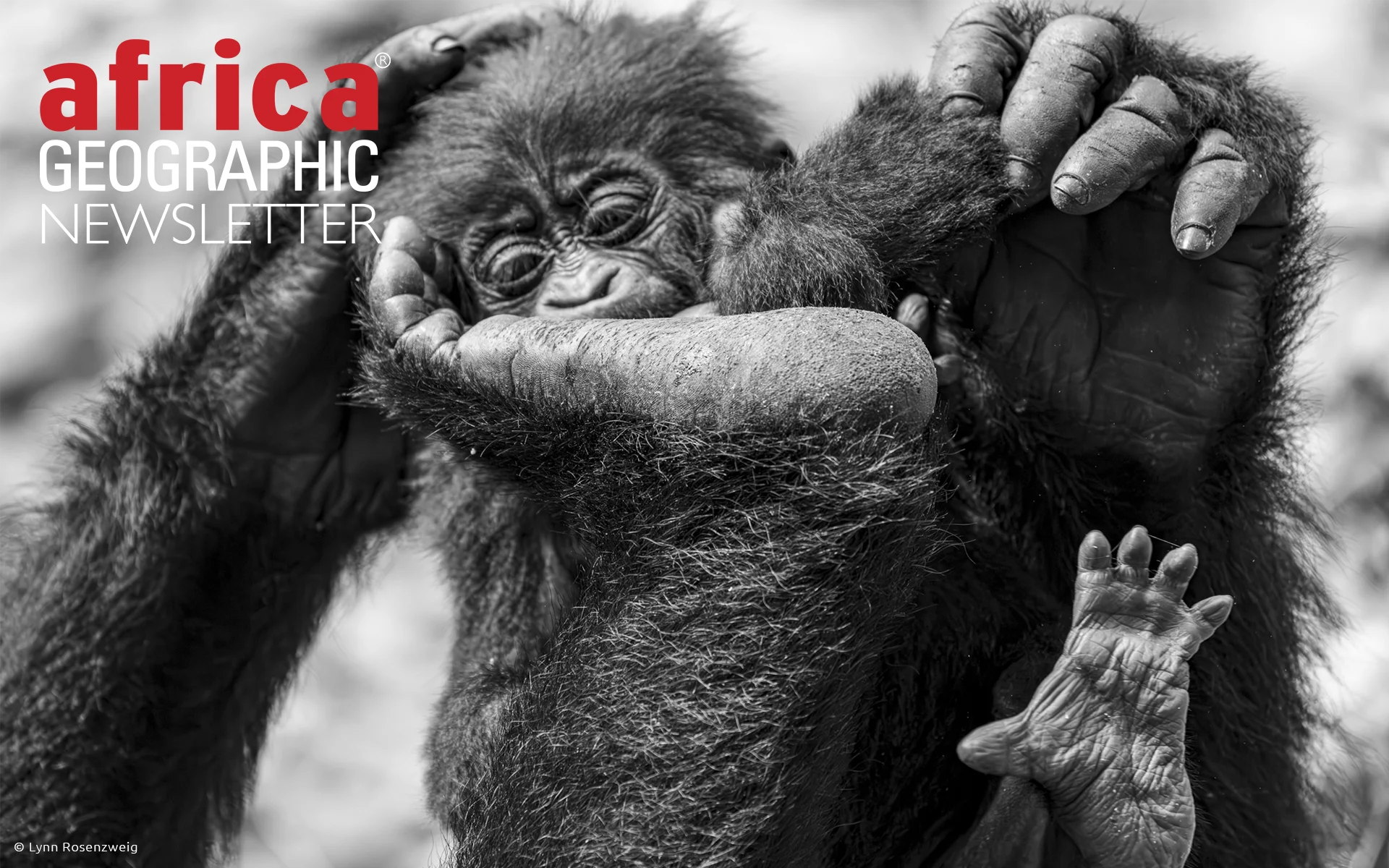 A baby gorilla is playfully dandled by its older sibling