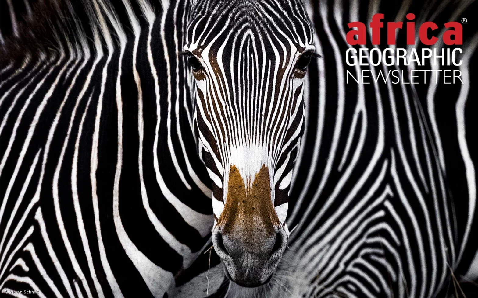 “The Grevy’s zebra illusion”. Lewa Wildlife Conservancy, Kenya