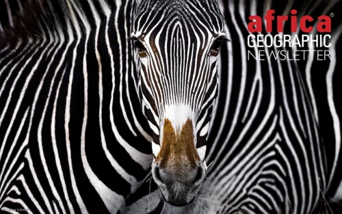 “The Grevy’s zebra illusion”. Lewa Wildlife Conservancy, Kenya