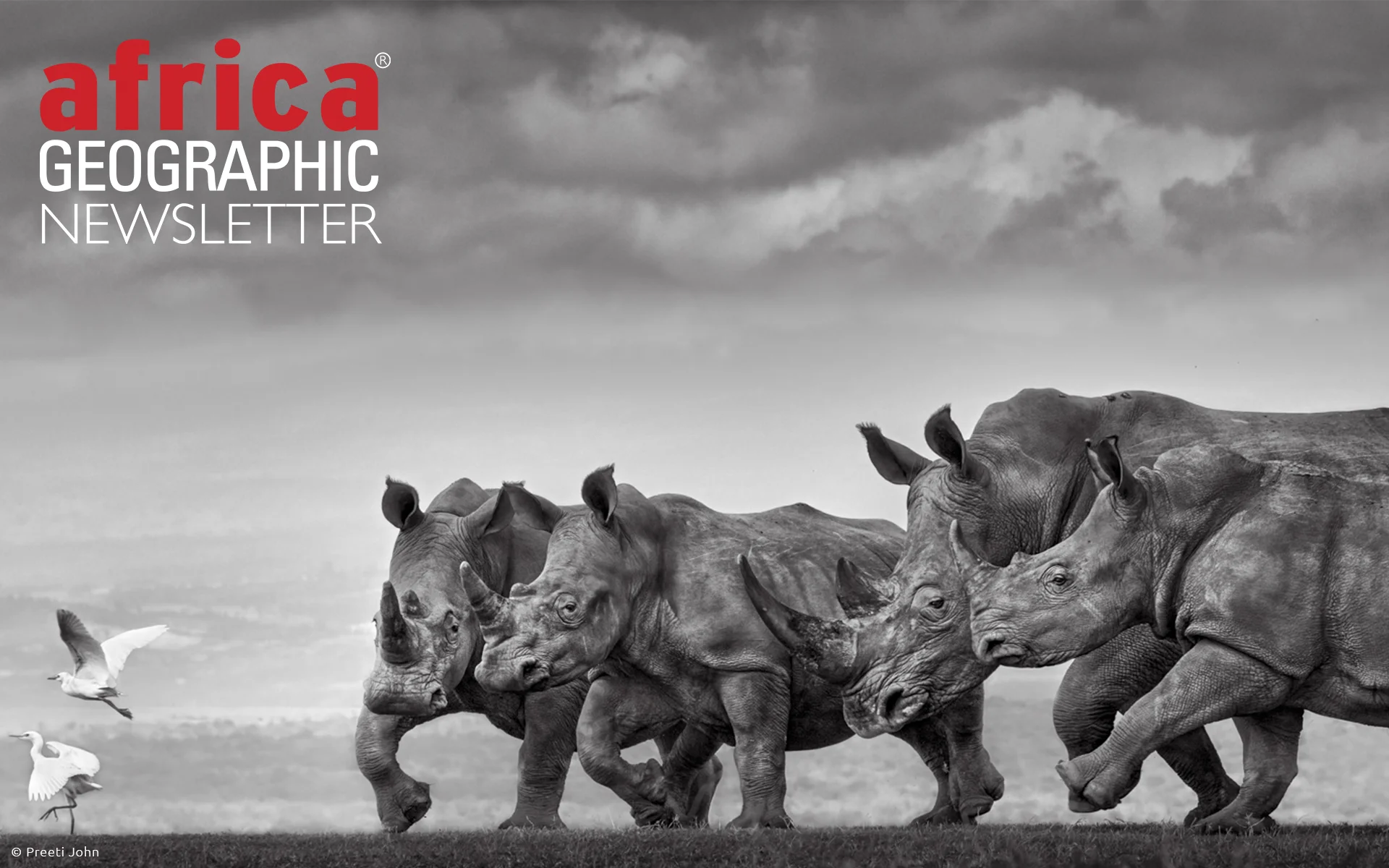 A crash of rhinos surges forward.