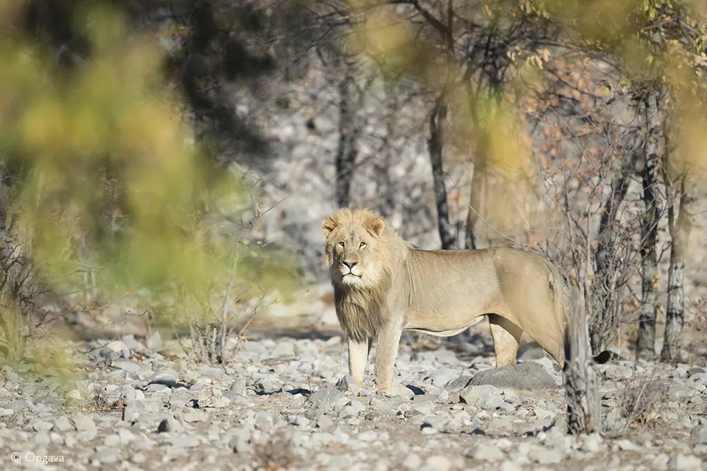 lion Etosha National Park