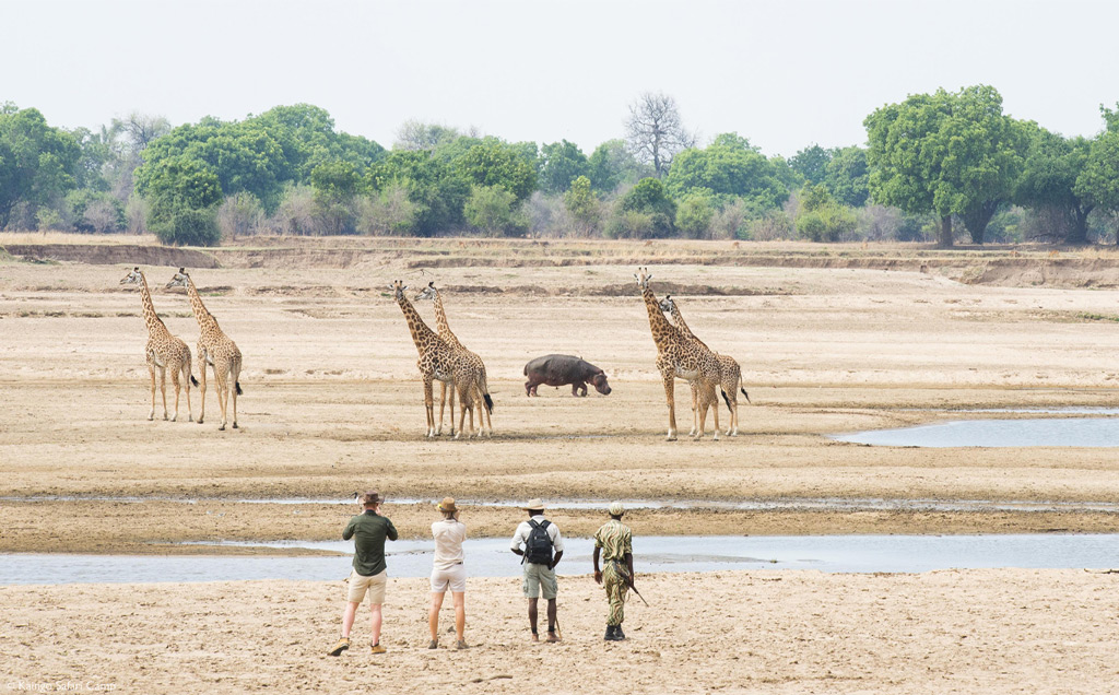 Best of Zambia safari