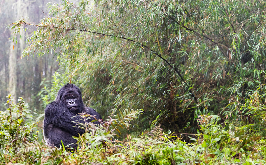 Big 5 + chimps + gorillas in Rwanda - 10 days