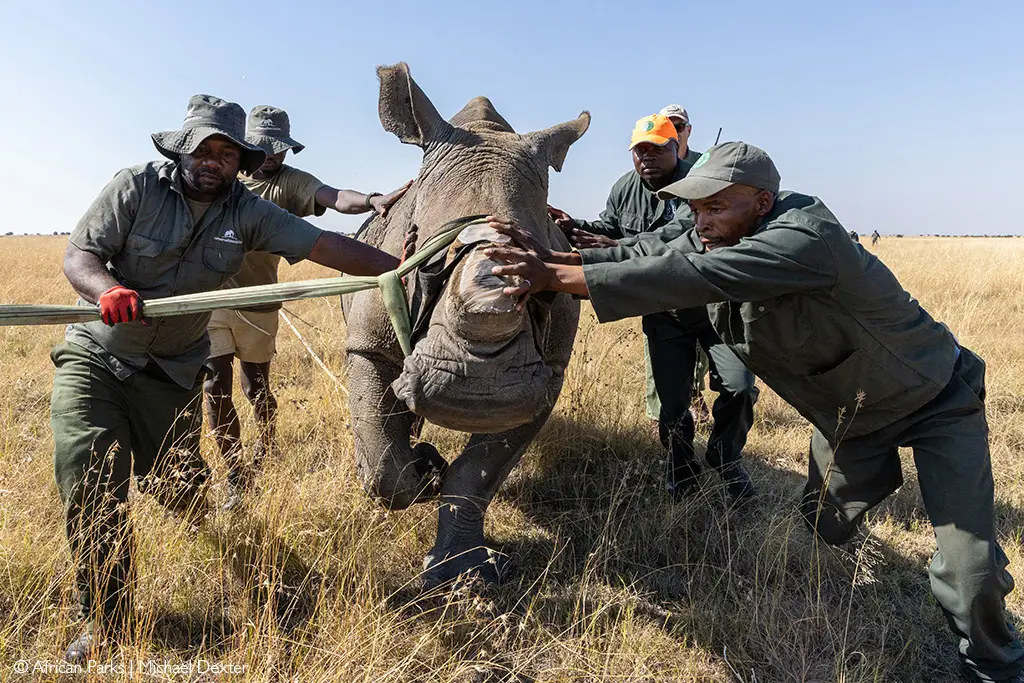 rhino translocation African Parks