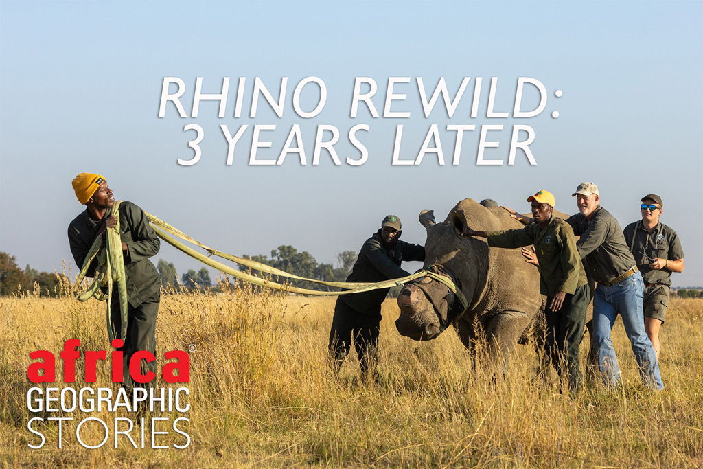 Rhino Rewild
