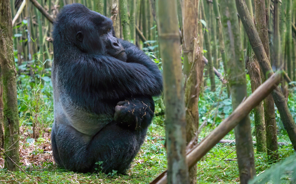 Ultimate Primate Trekking Safari - 8 days