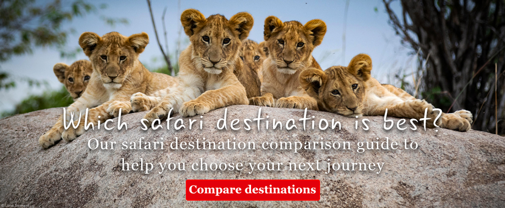 Safari destination comparison guide