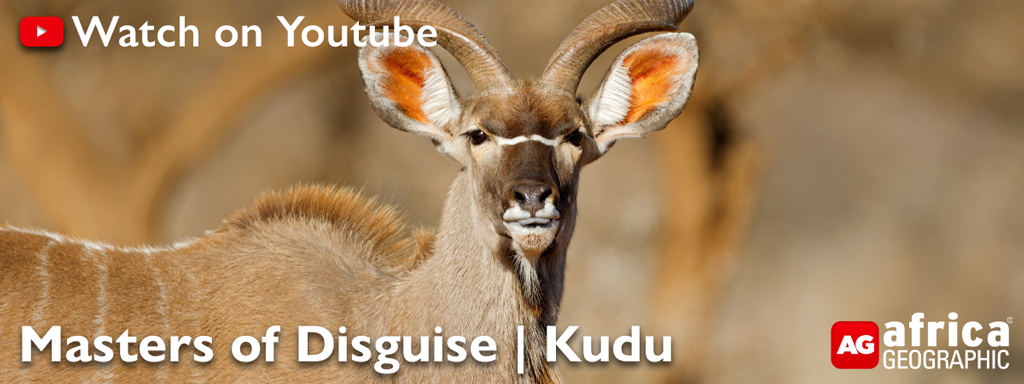 Masters of disguise | Kudu