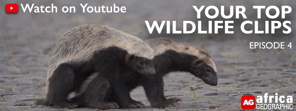 Top Wildlife Clips