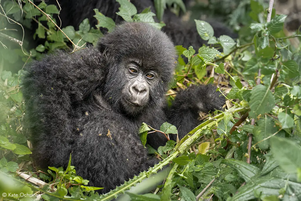 great ape trekking rwanda volcanoes and nyungwe