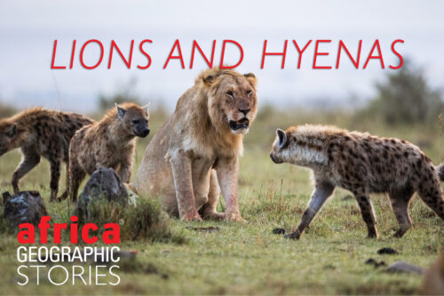 lions and hyenas