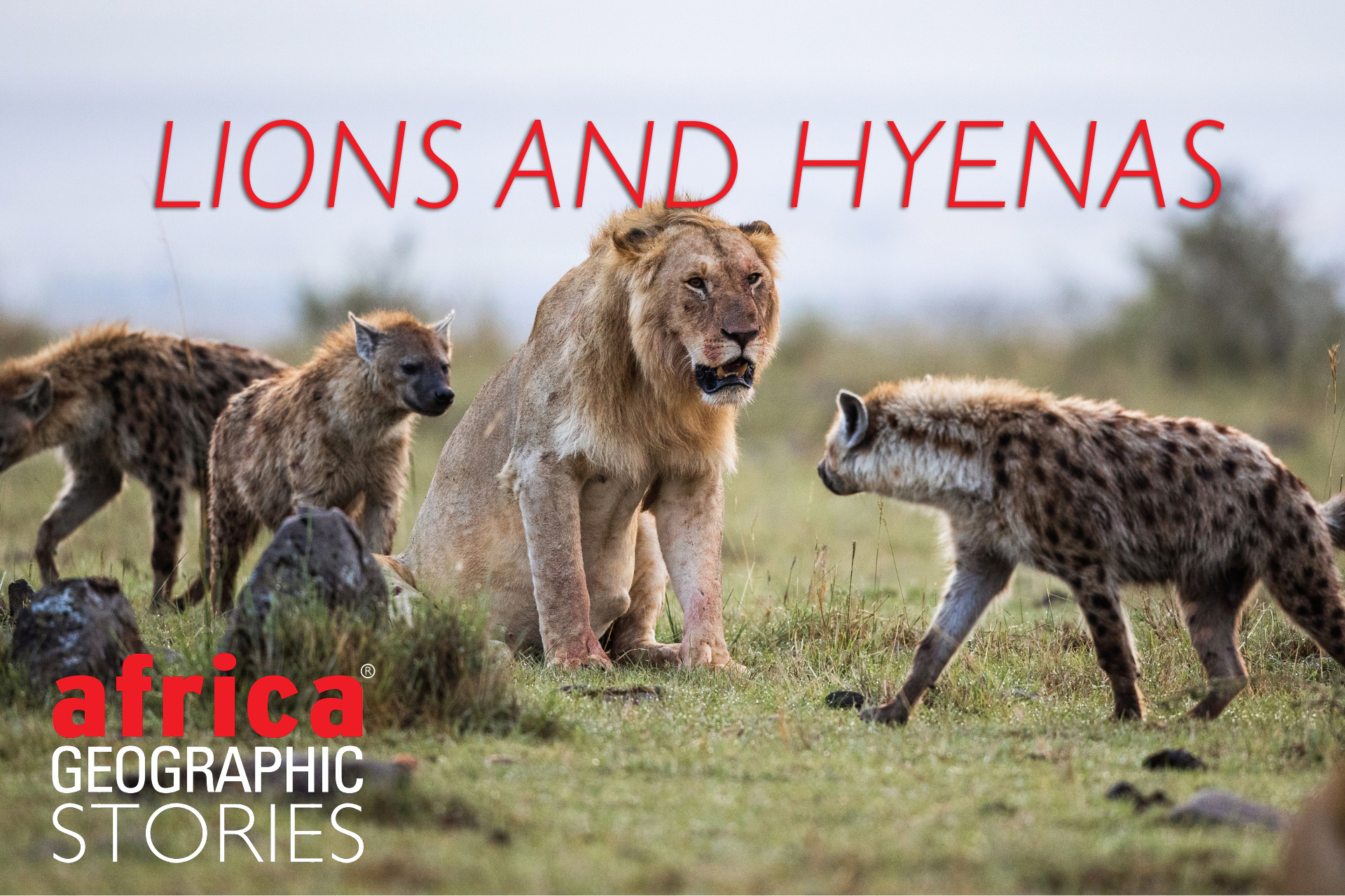 lions and hyenas
