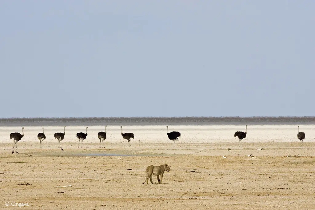Etosha National Park