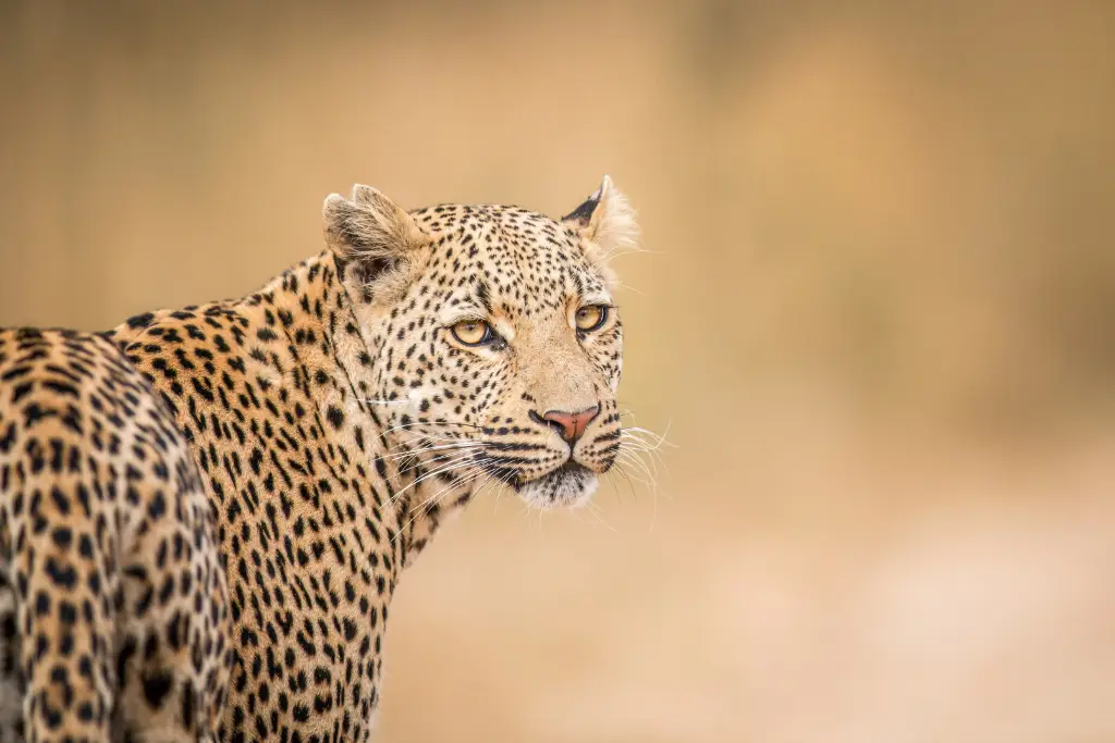South African leopards
