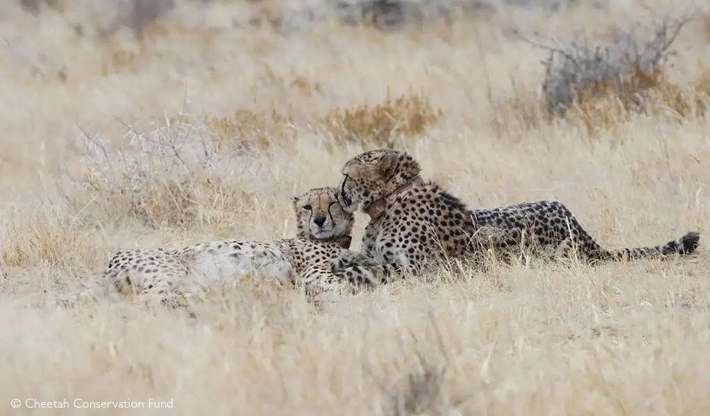 cheetahs to India