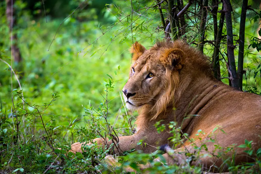 Asiatic lion India