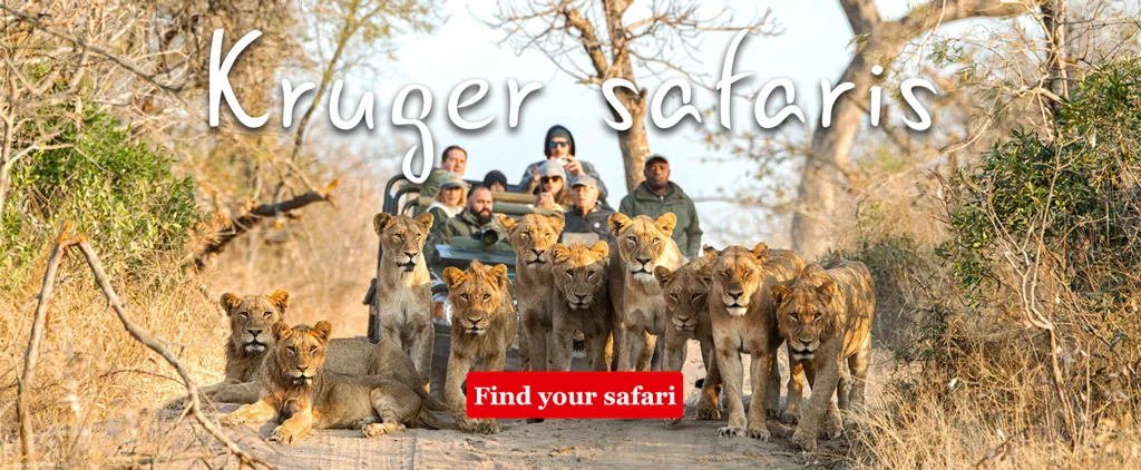 Kruger Safaris
