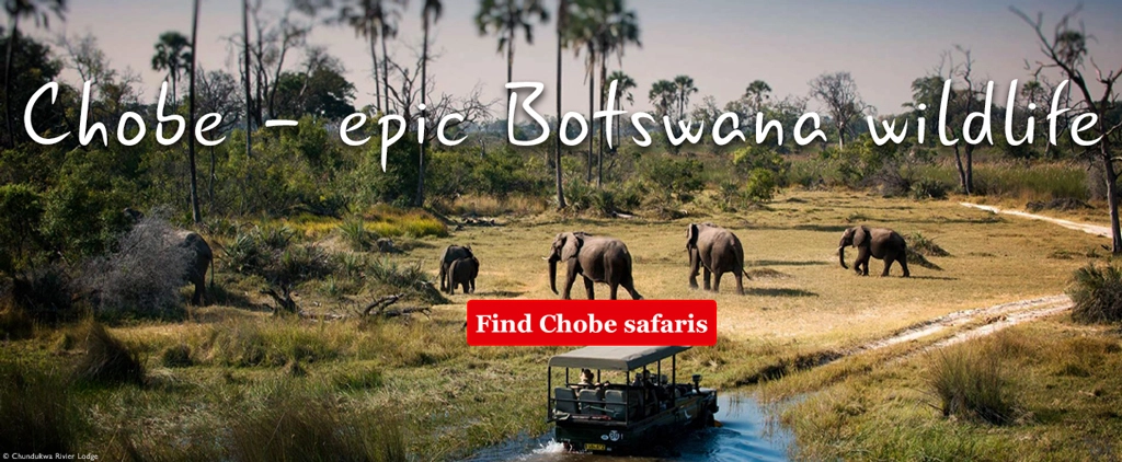 Chobe safari