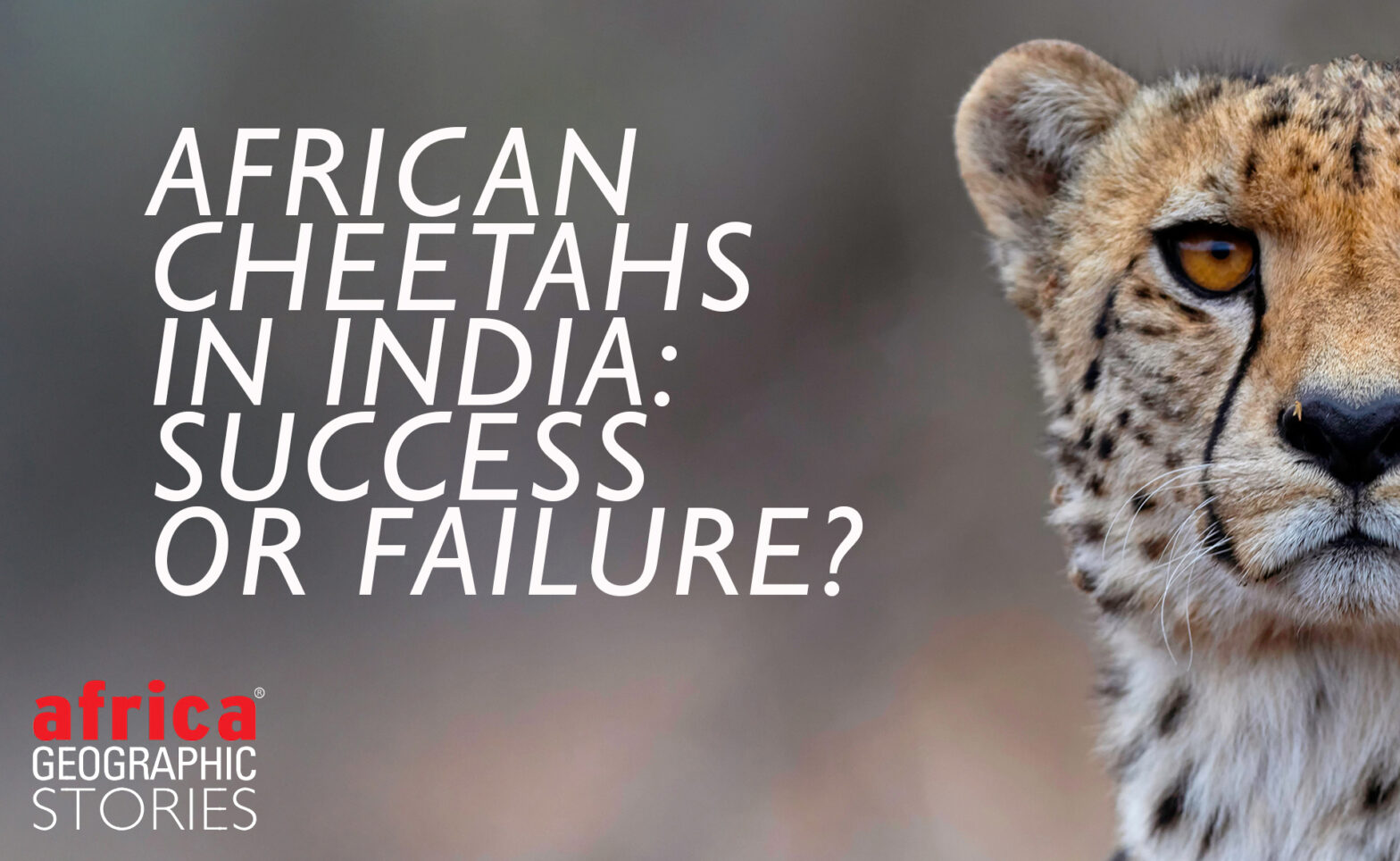 cheetahs